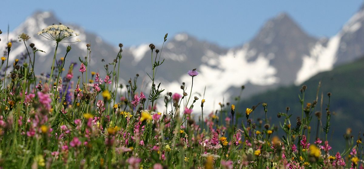 Sommer Urlaub in Fiss in Tirol